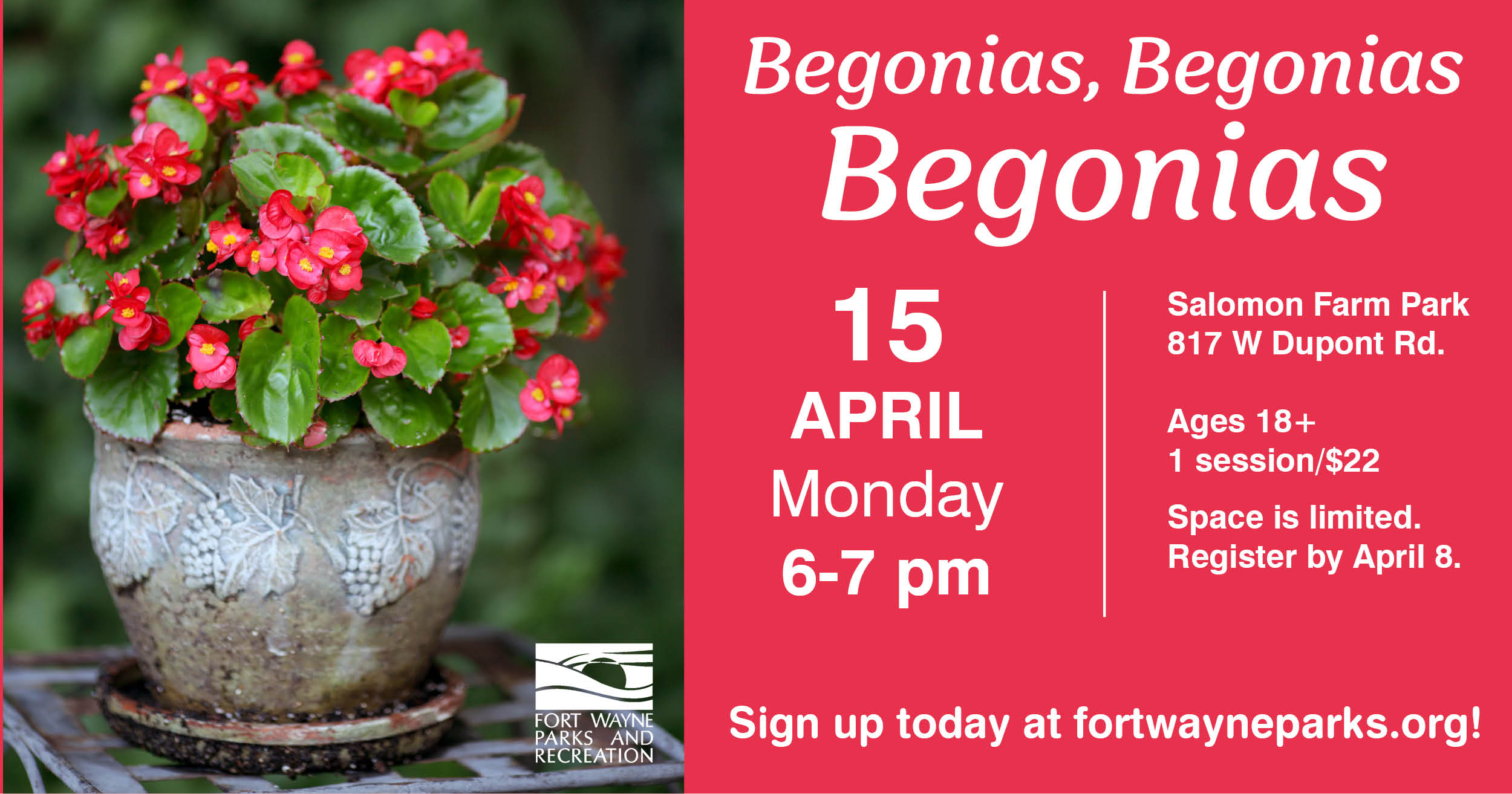 Begonias.jpg