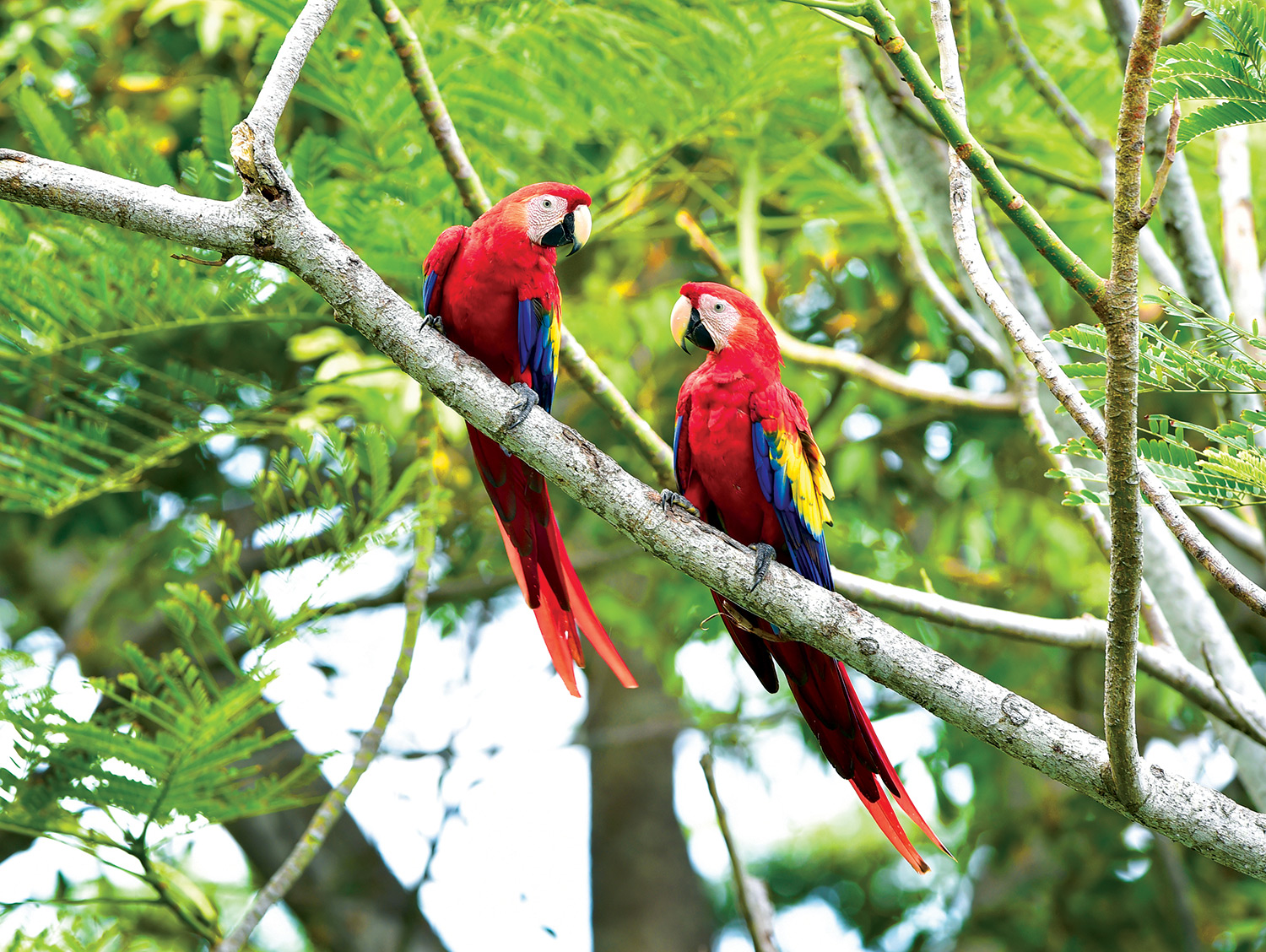 costa-rica-scarlet-macaw.jpg