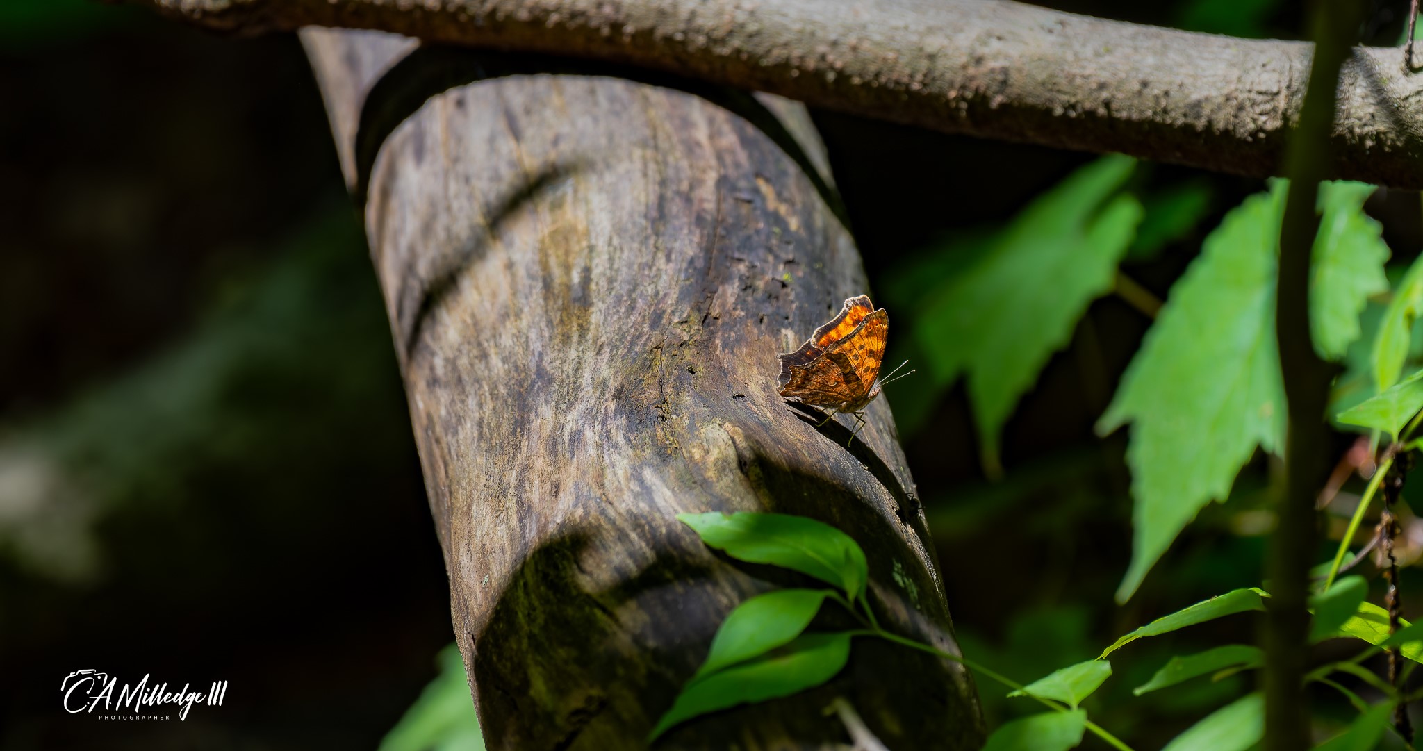 Butterfly_sm_wWM-1_002.JPG