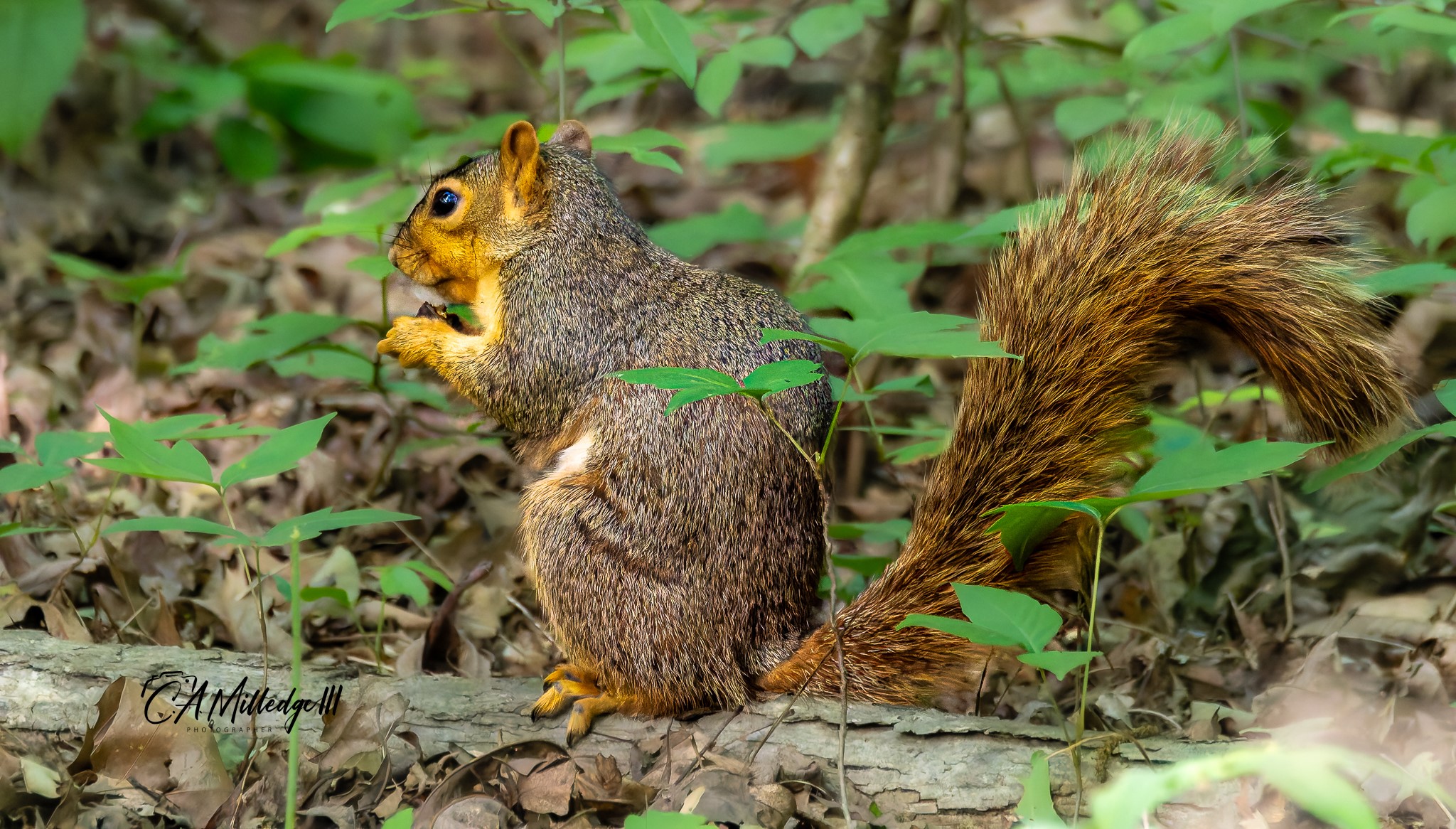 Foxtail_Squirrel_sm_wWM-1_002.JPG