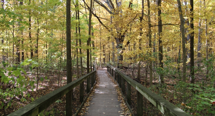 IMG_2075_linden.JPG