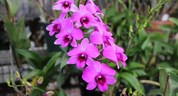 IMG_2127_purpleflowers.JPG