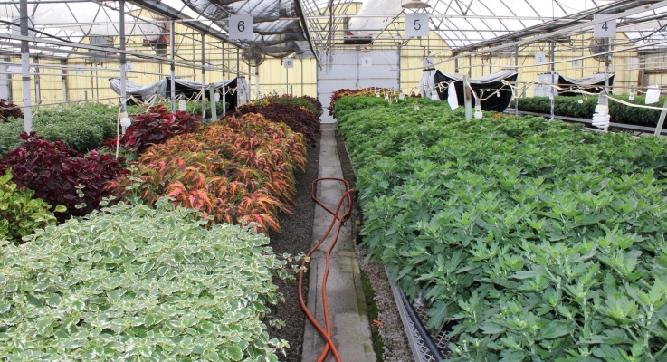 IMG_2135_genralgreenhouse.JPG