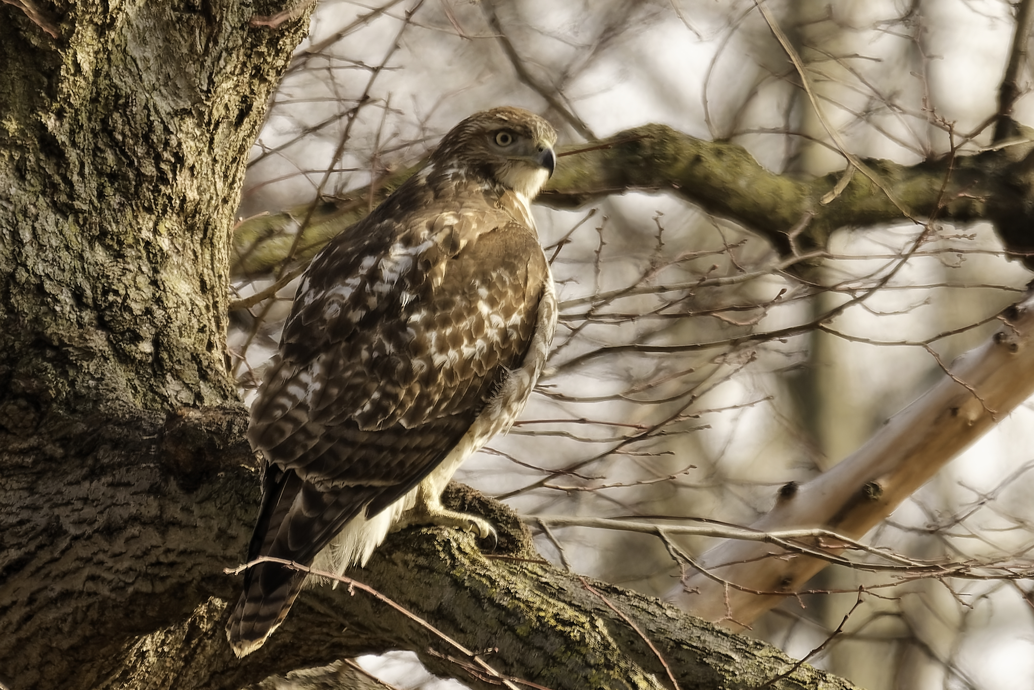 LP_Red_Tailed_Hawk_2.jpg