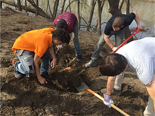 The Crossing removing Honeysuckle stumps