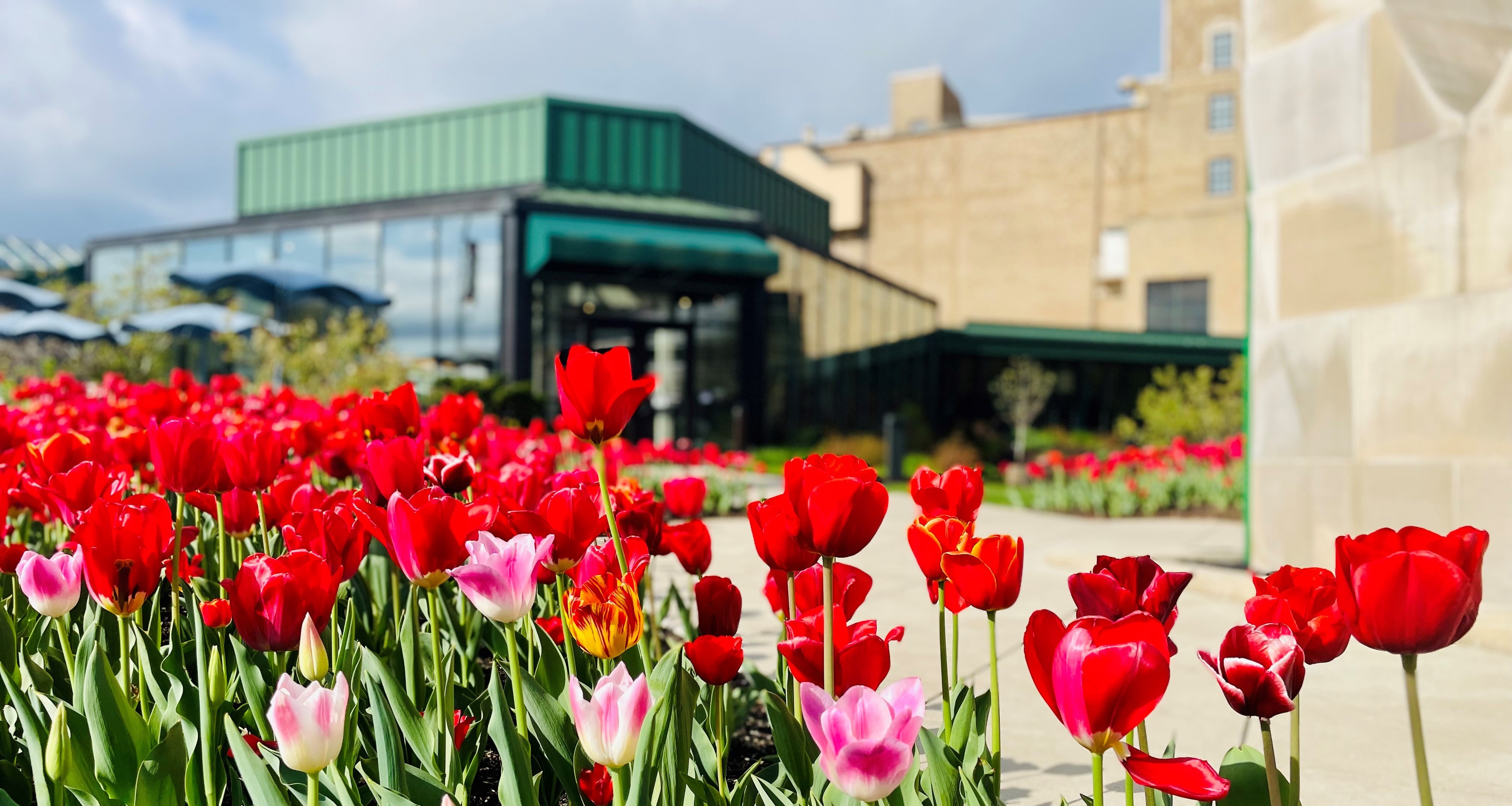 Tulips_at_Main_Entrance_2024_2.jpg