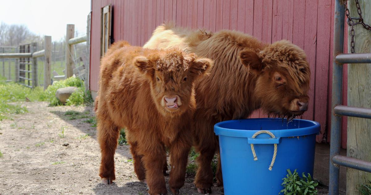 cows.jpg