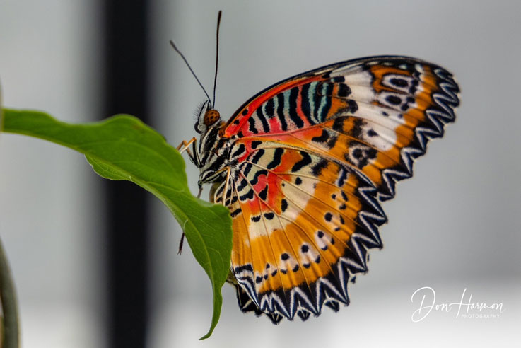 Don Harmon Butterfly Images 2022 10sm