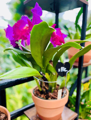 orchid3smgif