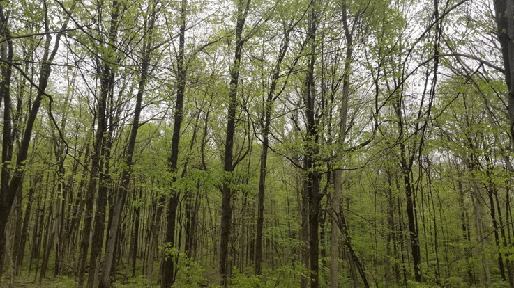 lindenwood spring sm