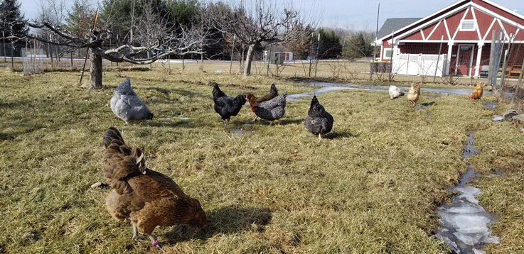 Salomon chickens sm