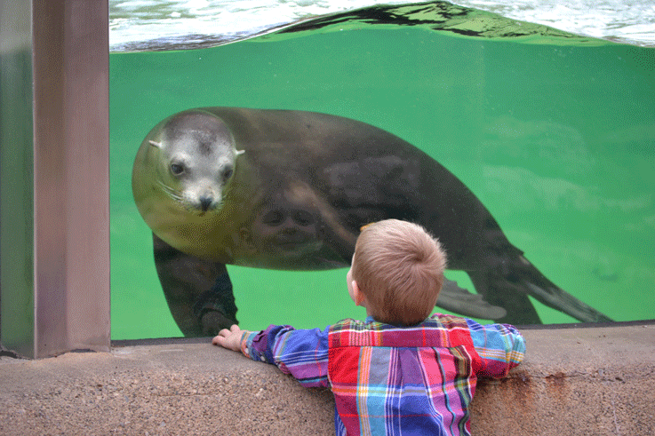 Derek Stankiewicz w sea lionsm