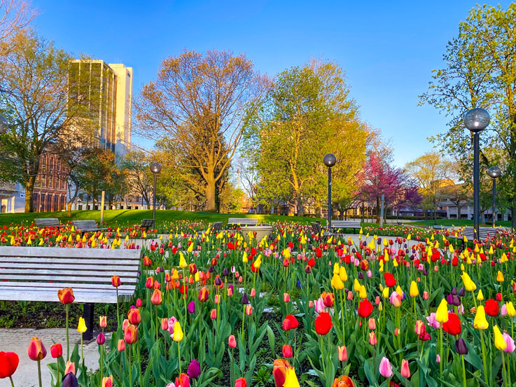 2020 VFW Freimann Square Sunrise Spring Flowers sm