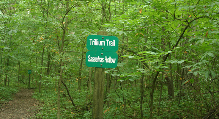 Lindenwood Trillium Trail