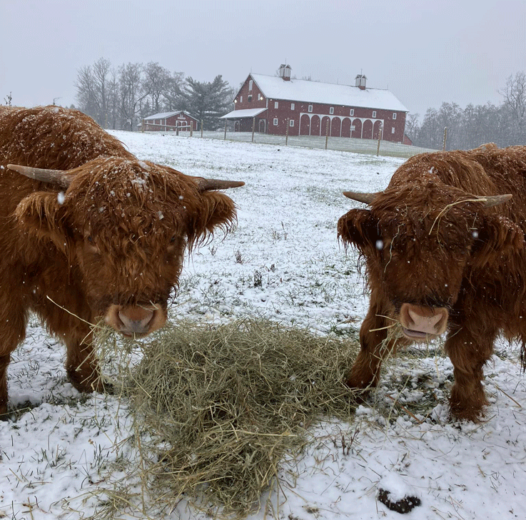 Highland cows winter