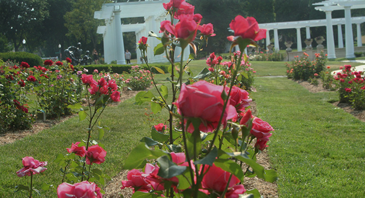 Lakeside Rose Garden 2