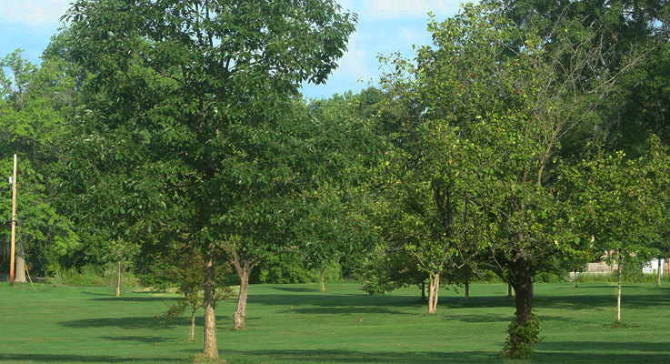 Lion open space