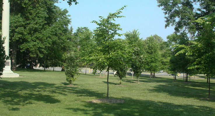 Memorial Tree