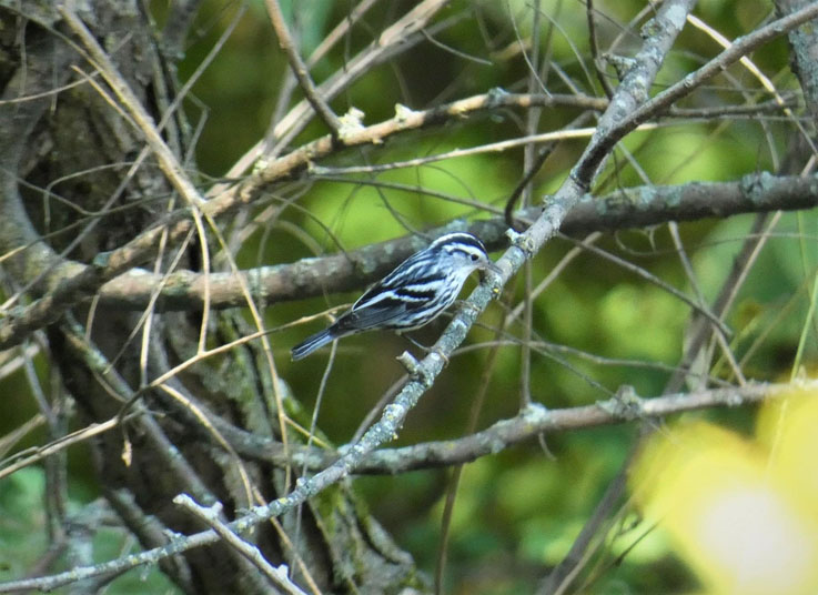 Blog2 Black and white warbler sm