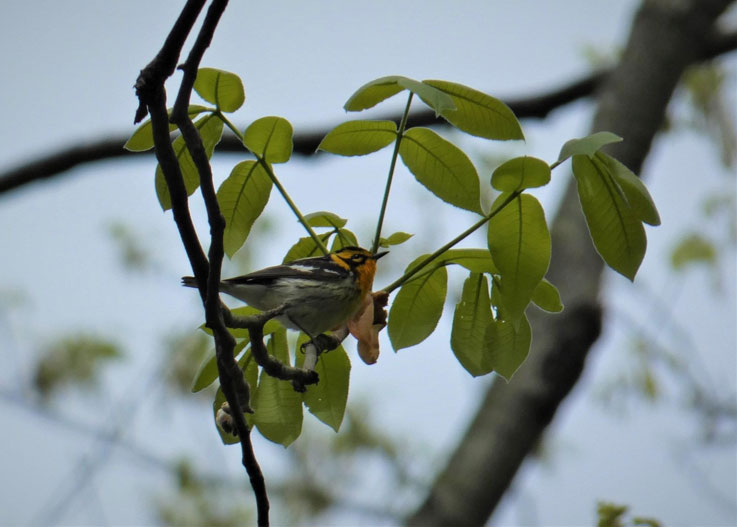 Blog3 Blackburnian warbler sm