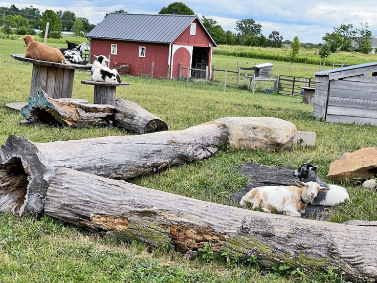 Goats sm