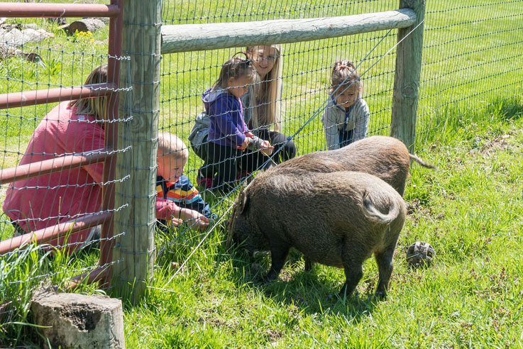 Pigs with people by Denny Beck sm