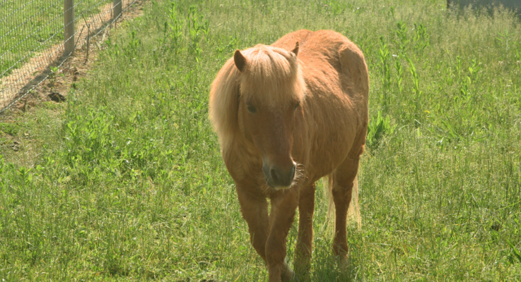Salomon Pony
