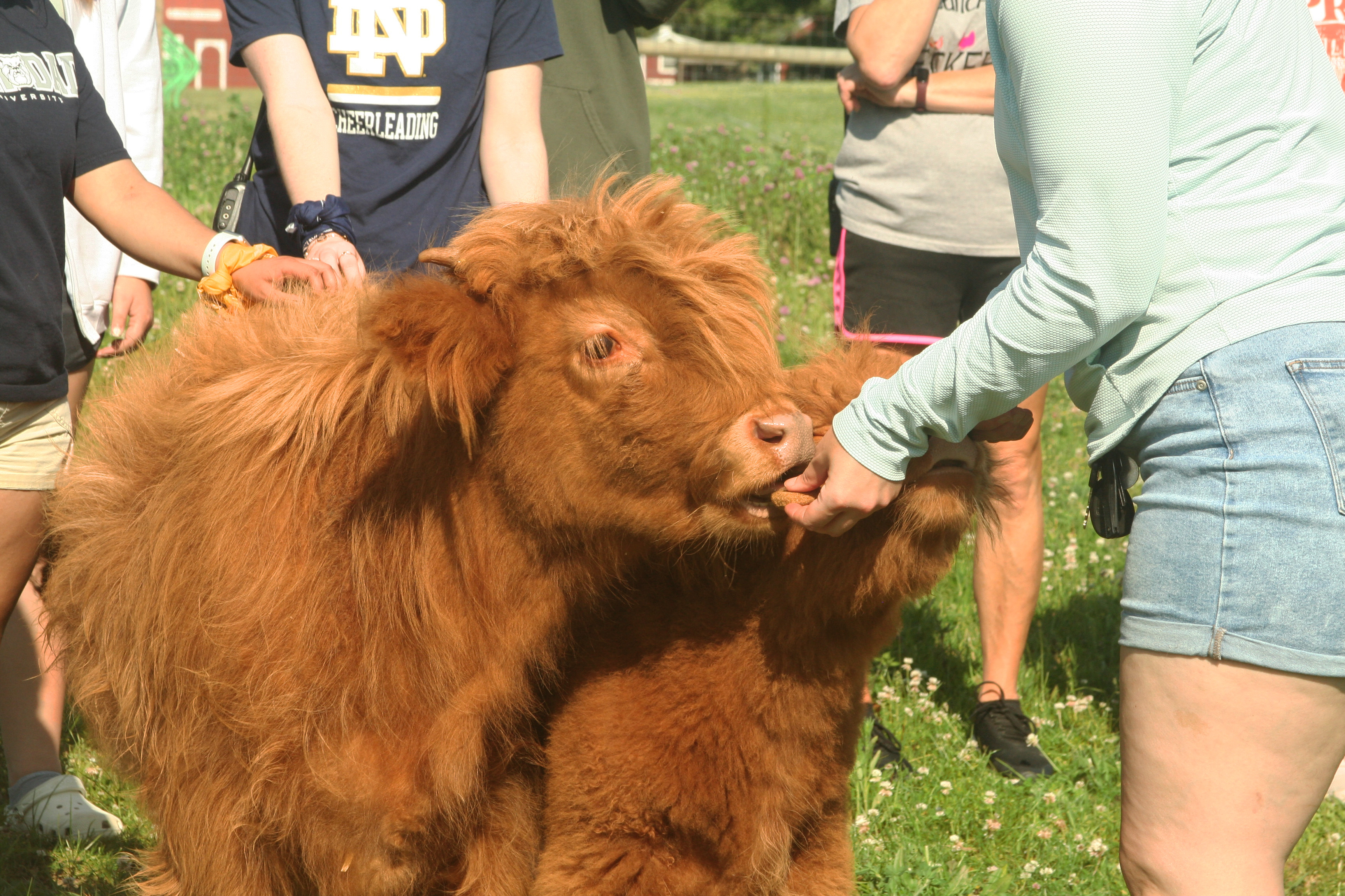 Salomon cow feeding