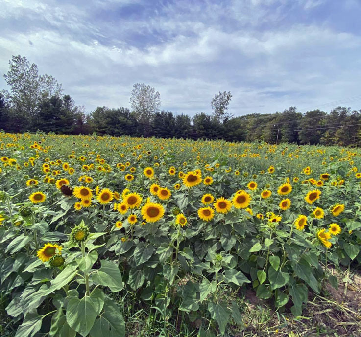 Sunflower photo sm