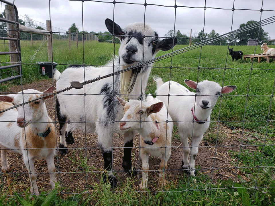 goats sm
