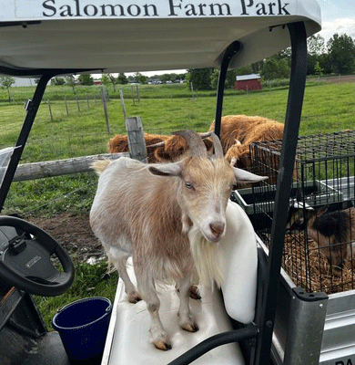 goats1sm