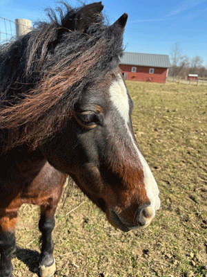 horse 1sm