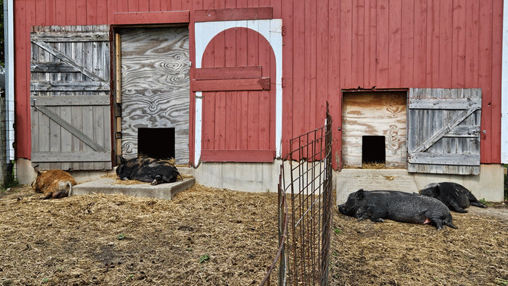 pigs1sm