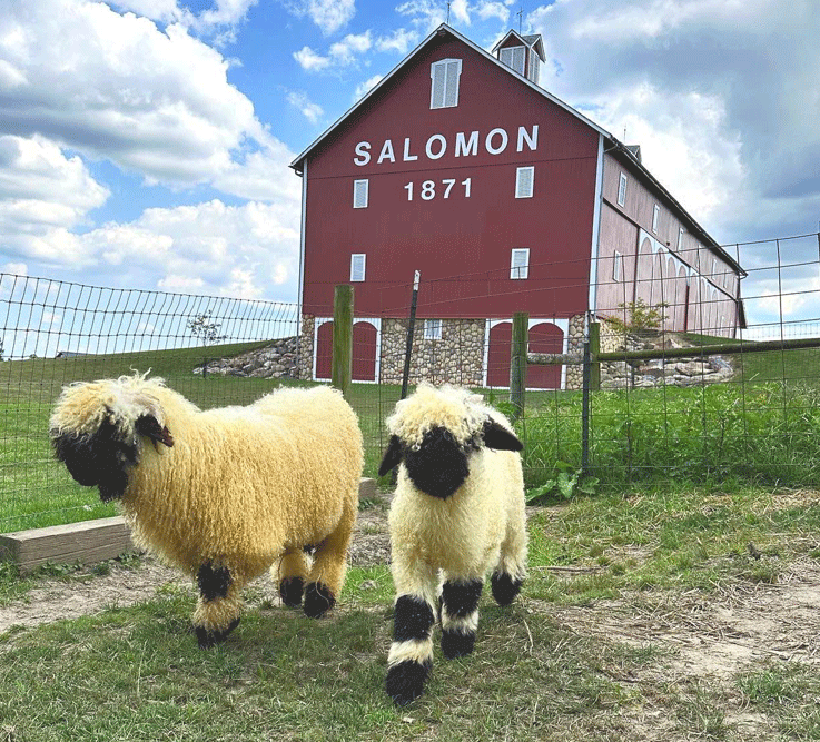 sheep by barn sm2