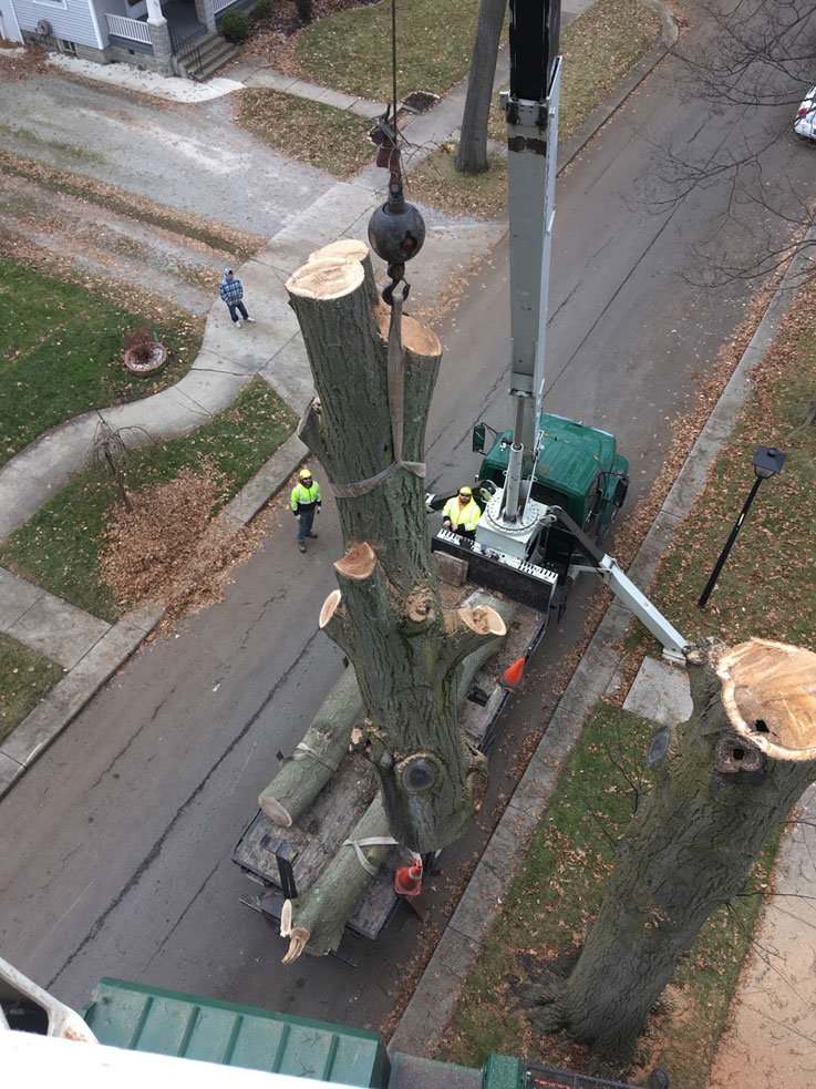 Log coming Down From Above small