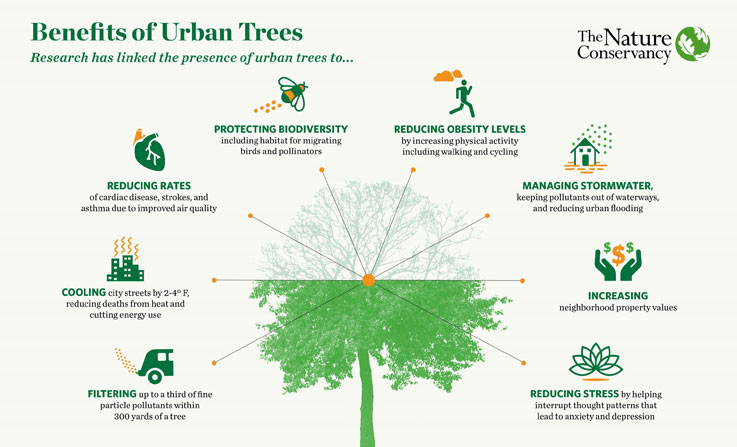 Cities Tree Infographic 02b sm