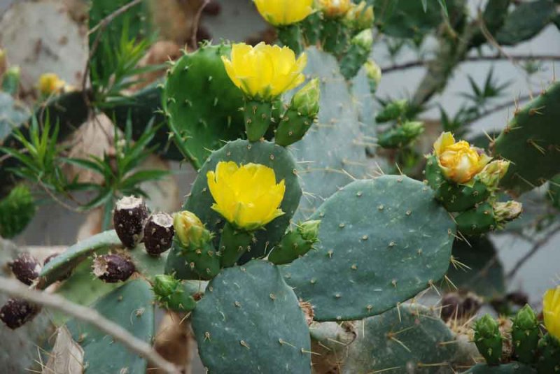 phoca thumb l prickly pear in bloom desert garden