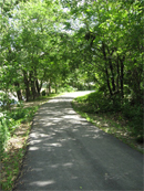 bloomingdale_11