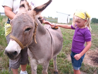 06-farm camp donkey