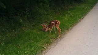 Maumee Fawn