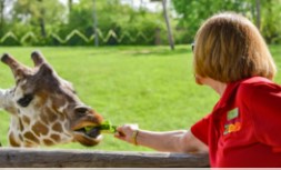 zoo volunteer