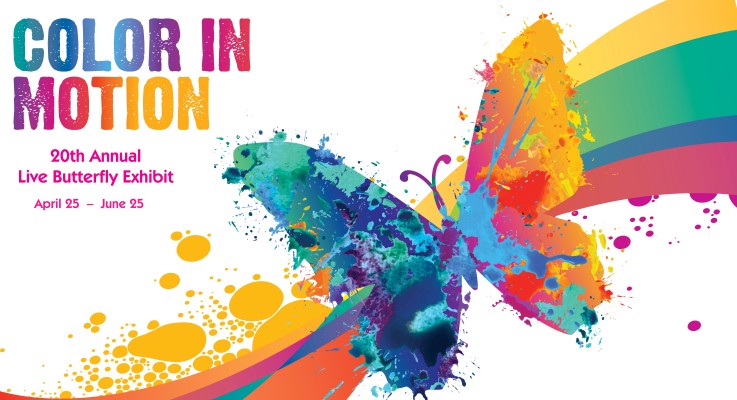 Color in Motion